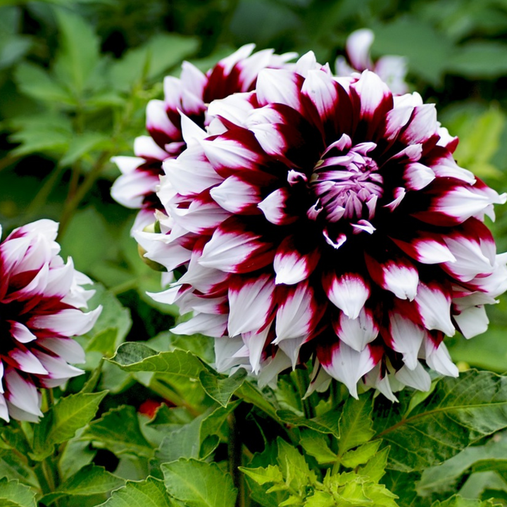 Dahlia 'Tartan' - Set van 3 - Dahliaknollen - Roze/paars