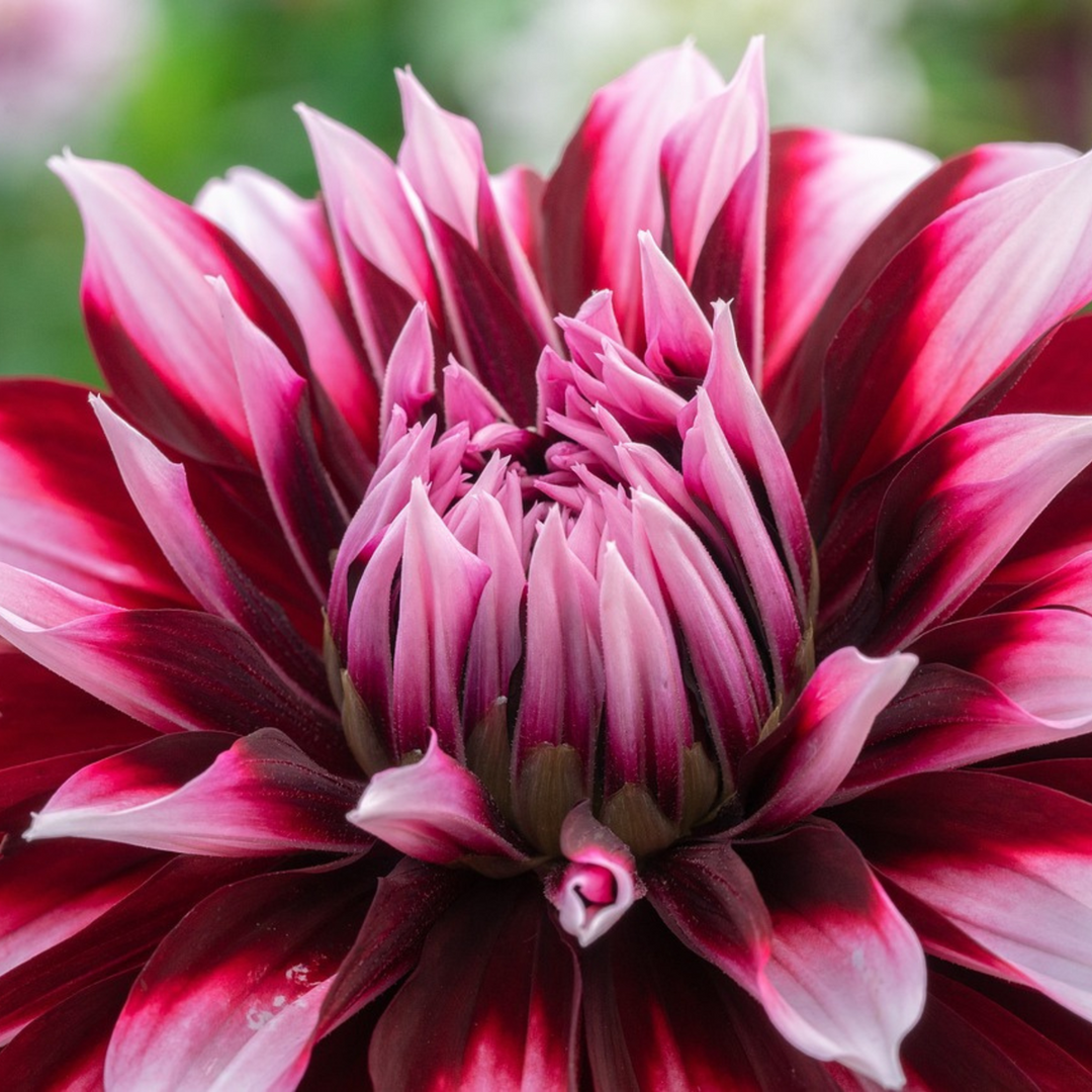 Dahlia 'Tartan' - Set van 3 - Dahliaknollen - Roze/paars