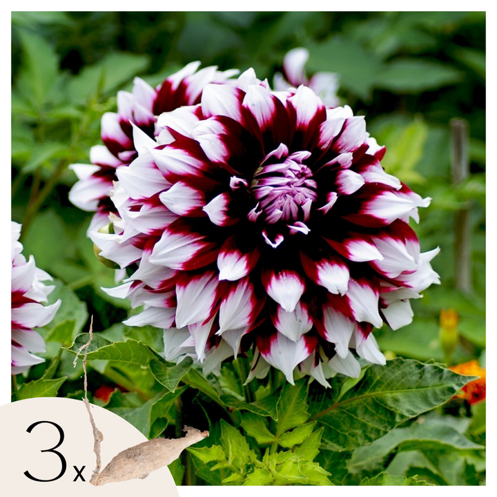 Dahlia 'Tartan' - Set van 3 - Dahliaknollen - Roze/paars