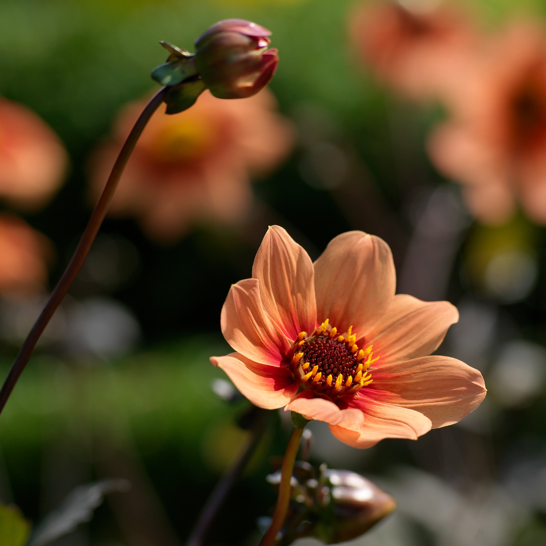 Dahlia 'Happy Single First Love' - Set van 6 - Dahliaknollen