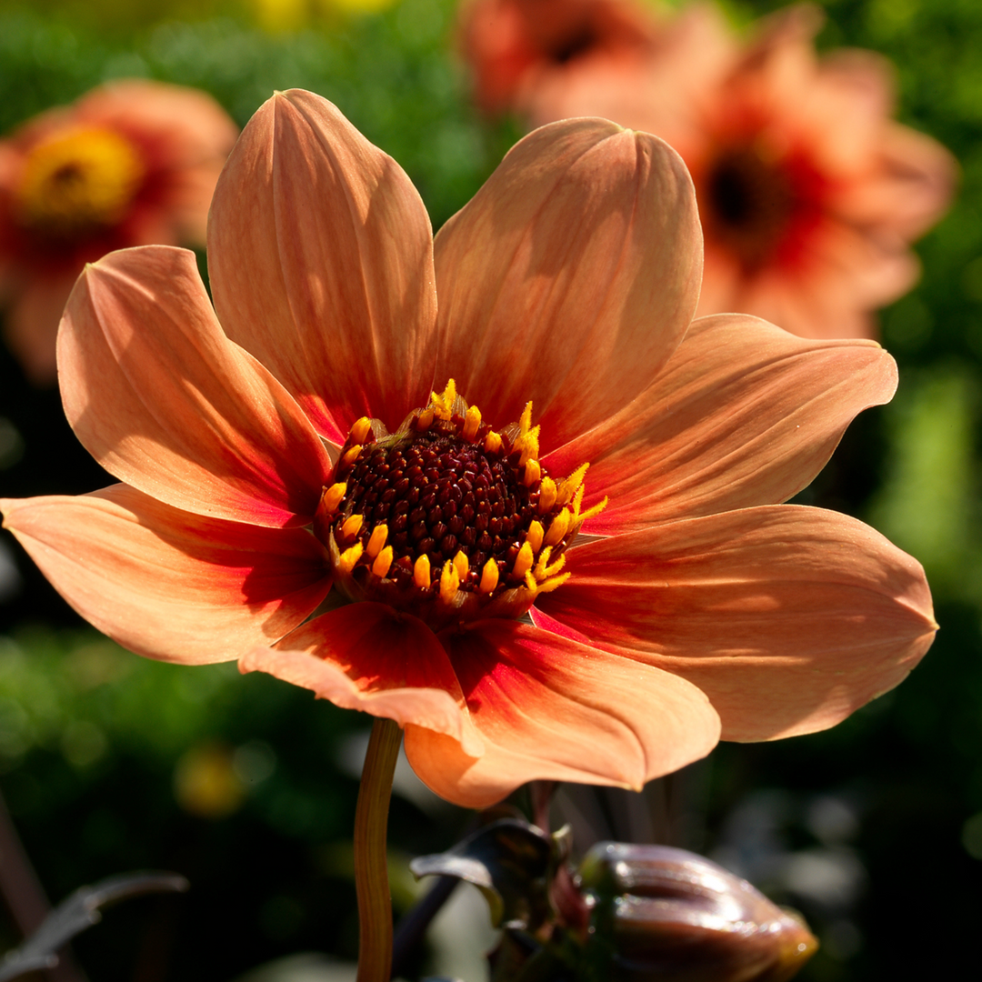 Dahlia 'Happy Single' - 3 stuks - Dahliaknollen