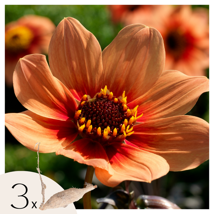 Dahlia 'Happy Single' - 3 stuks - Dahliaknollen