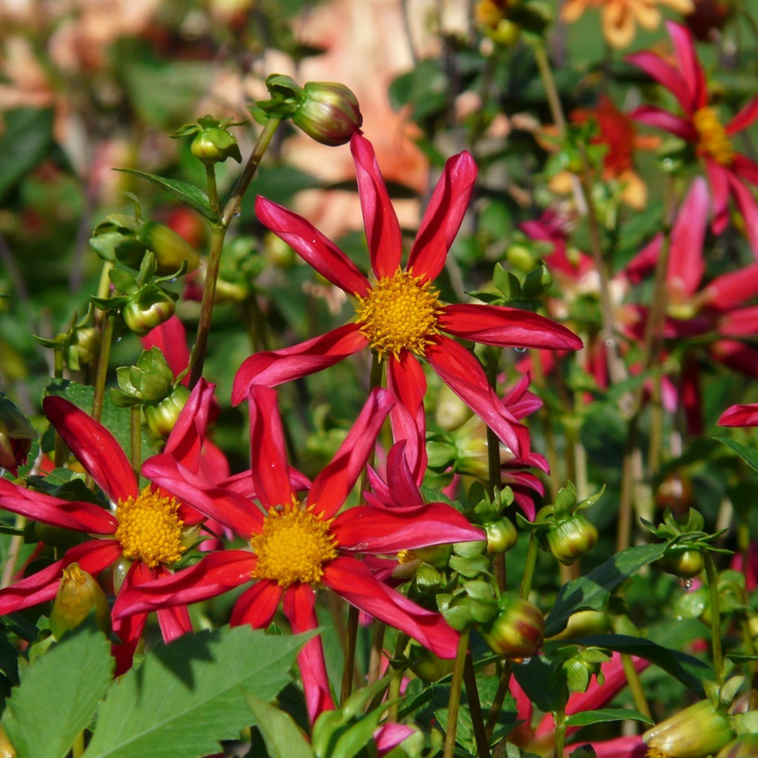 Dahlia 'Honka Mix' - Set van 6 - Kleurenmix