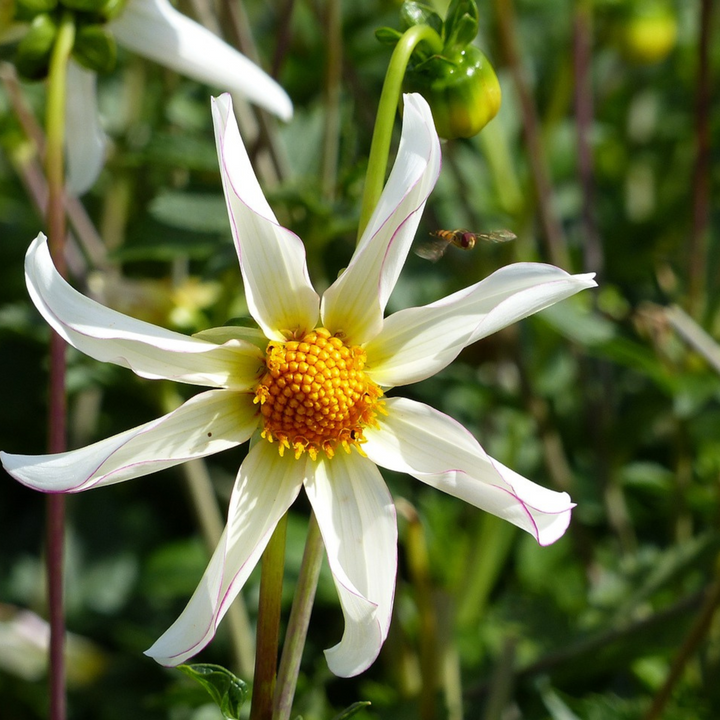 Dahlia 'Honka Mix' - Set van 6 - Kleurenmix