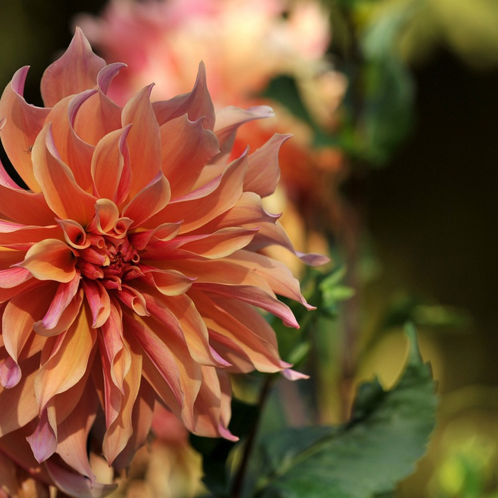 Dahlia 'Labyrinth', 'Twotone' - 3 stuks - Dahliaknollen