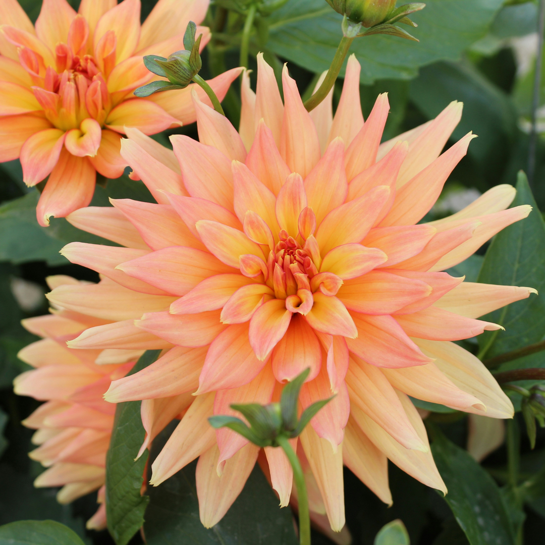 Dahlia 'Labyrinth', 'Twotone' - 3 stuks - Dahliaknollen