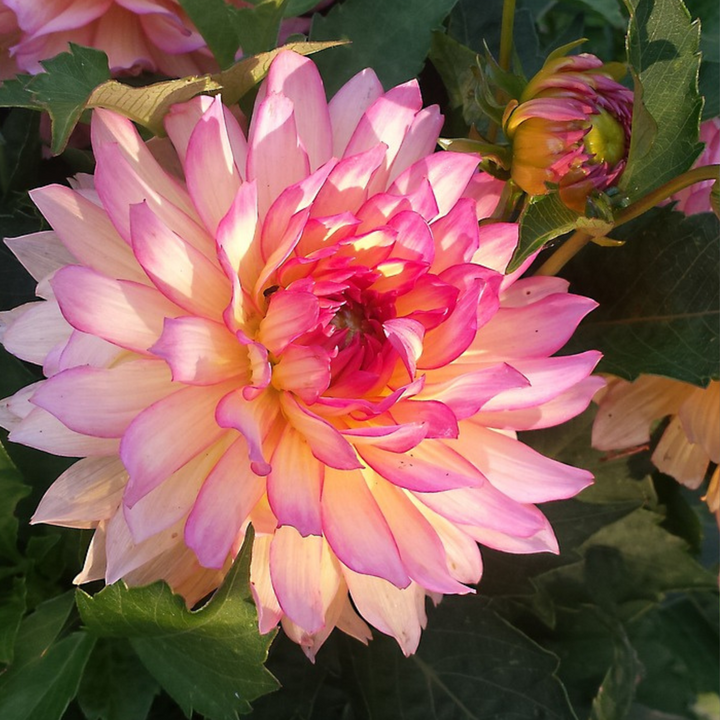 Dahlia 'Labyrinth', 'Twotone' - 3 stuks - Dahliaknollen