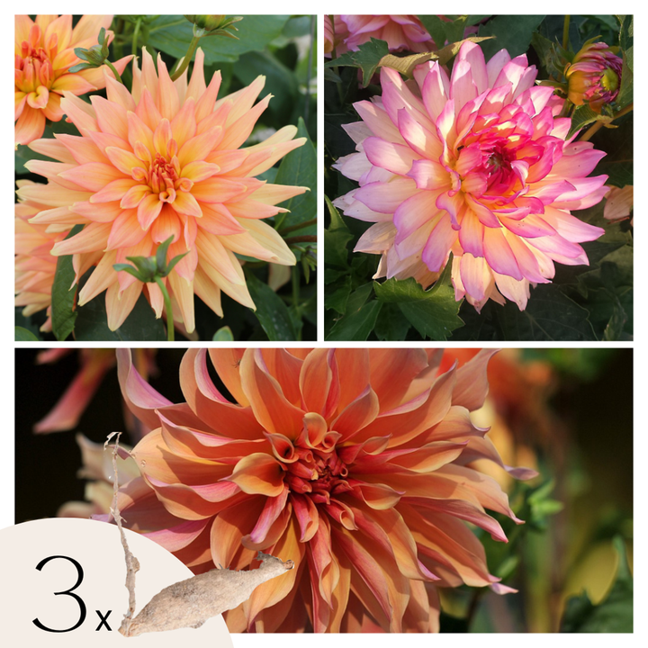 Dahlia 'Labyrinth', 'Twotone' - 3 stuks - Dahliaknollen