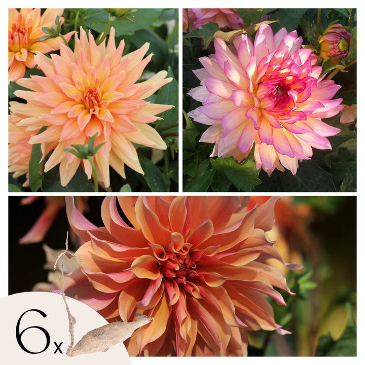 Dahlia 'Labyrinth' - Set van 6 - Roze