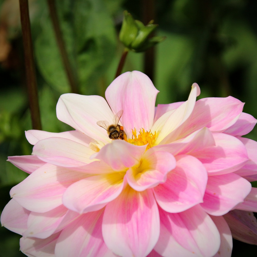 Dahlia 'Waterlily Mix' - 3 stuks - Dahliaknollen