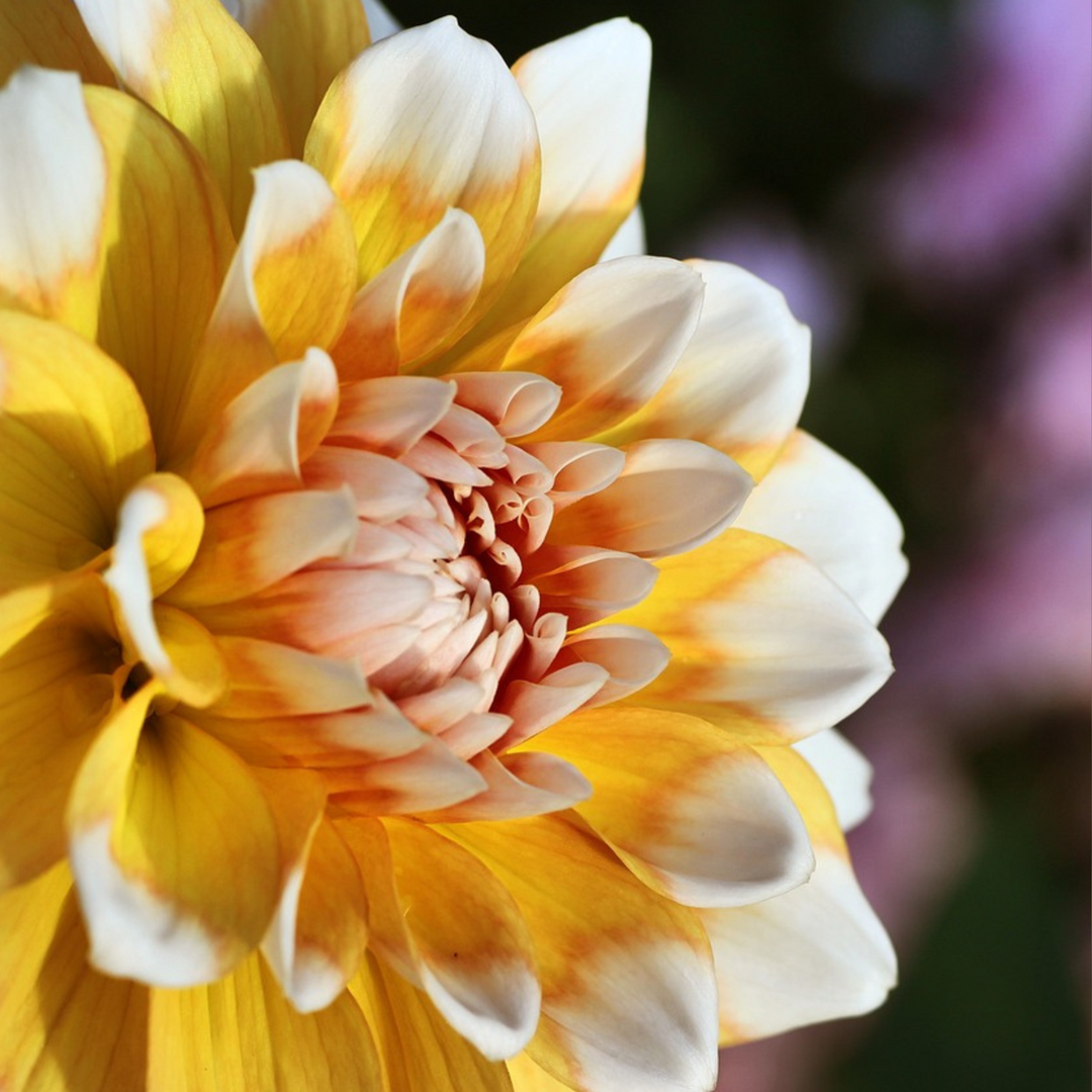 Dahlia 'Waterlily Mix' - 3 stuks - Dahliaknollen