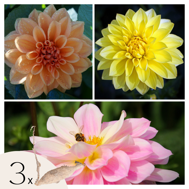 Dahlia 'Waterlily Mix' - 3 stuks - Dahliaknollen