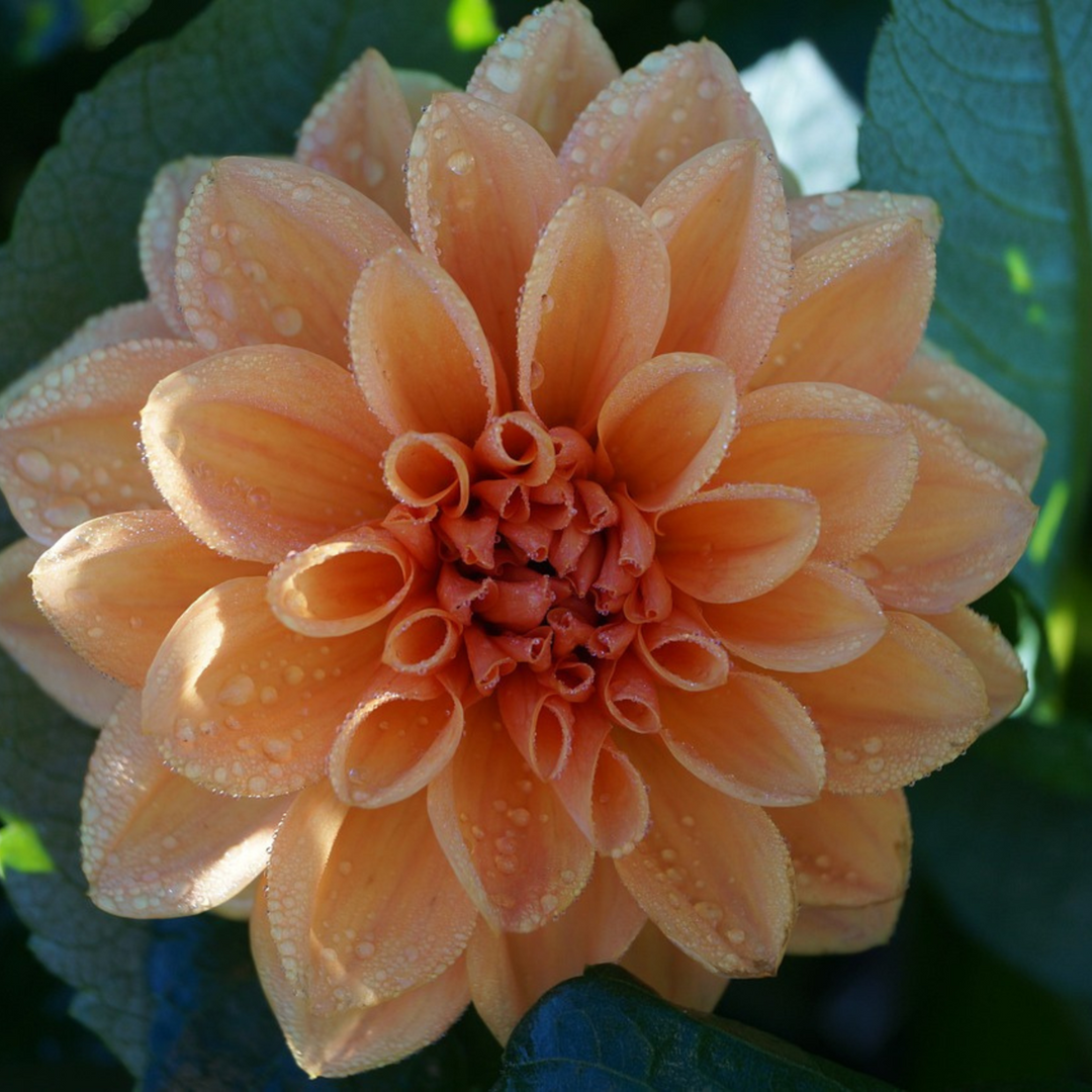 Dalija 'Watchlily Mix' - Set od 6 - Mješavina boja - FloraStore