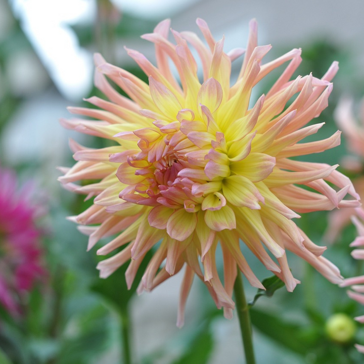 Dahlia 'Cabanna Banana' - 3 stuks - Dahliaknollen