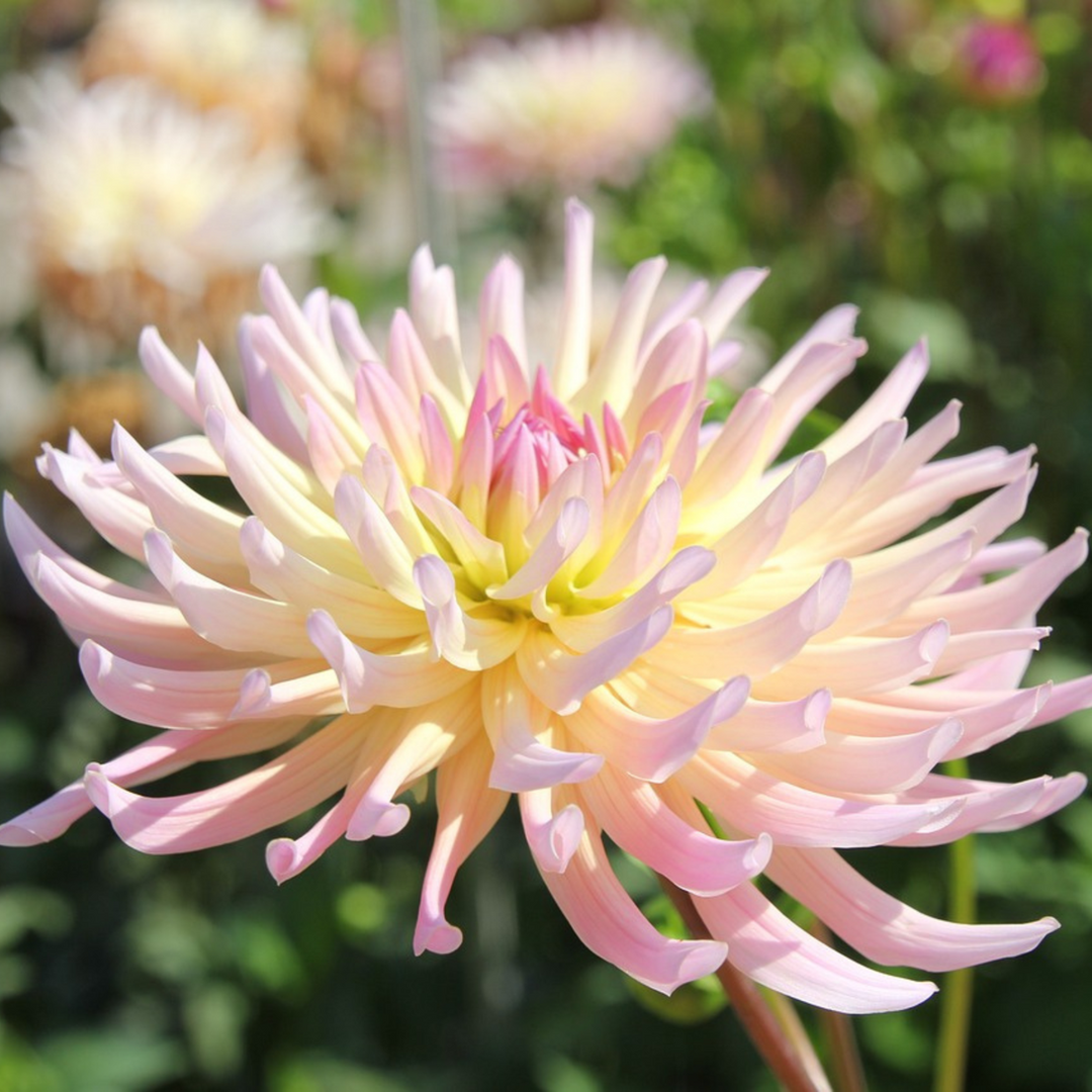 Dahlia 'Cabanna Banana' - 3 stuks - Dahliaknollen