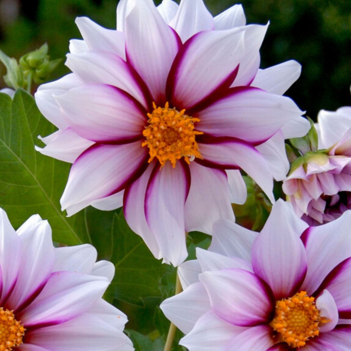 Dahlia 'Salmon Love' - 4 pieces - Dahlia tubers