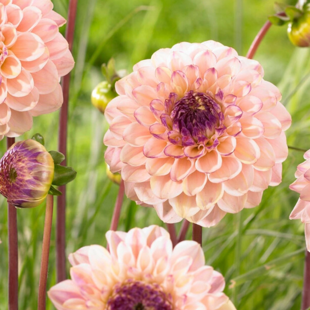 Dahlia 'Salmon Love' - 4 pieces - Dahlia tubers