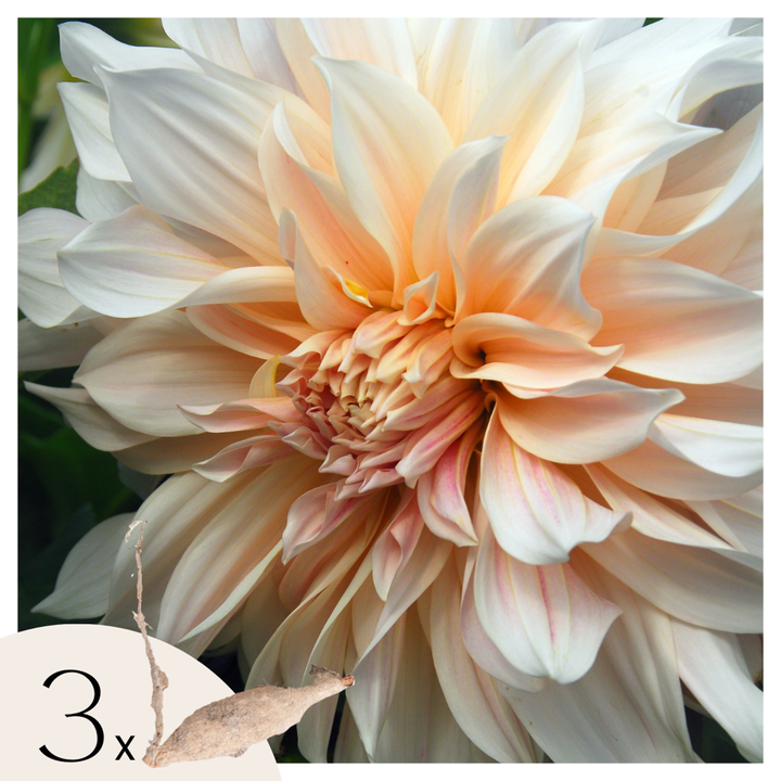 Dahlia 'Cafe au Lait' - 3 stuks - Dahliaknollen