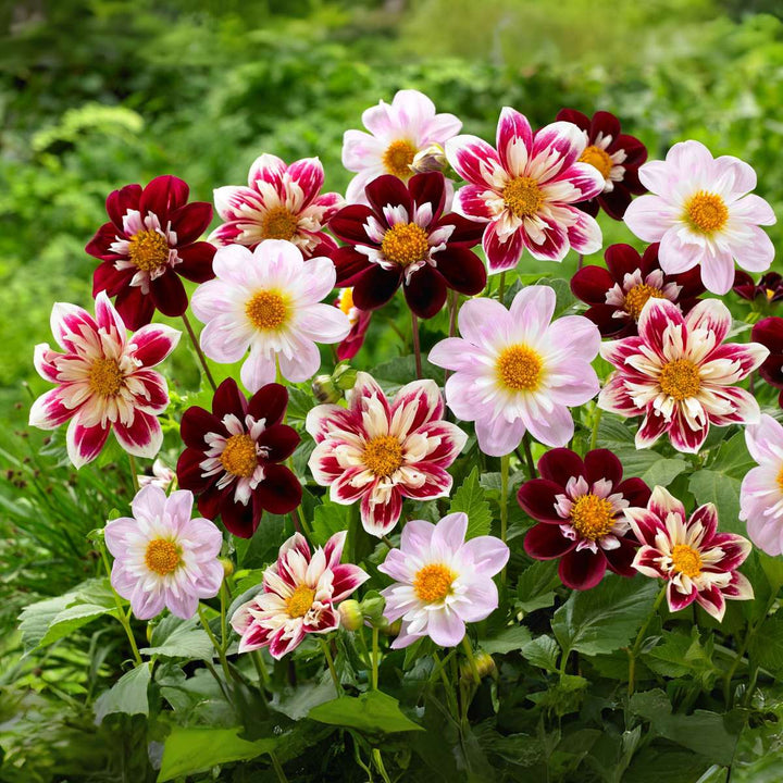 Dahlia 'Favorite ballet' - 3 stuks - Dahliaknollen