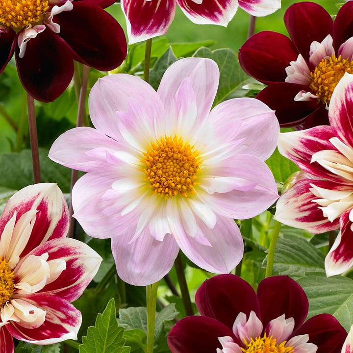 Dahlia 'Favorite ballet' - 3 stuks - Dahliaknollen