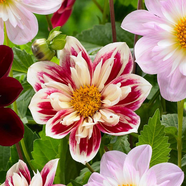 Dahlia 'Favorite ballet' - 3 stuks - Dahliaknollen