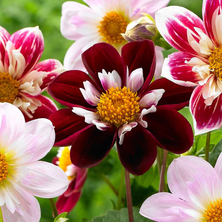 Dahlia 'Favorite ballet' - 3 stuks - Dahliaknollen