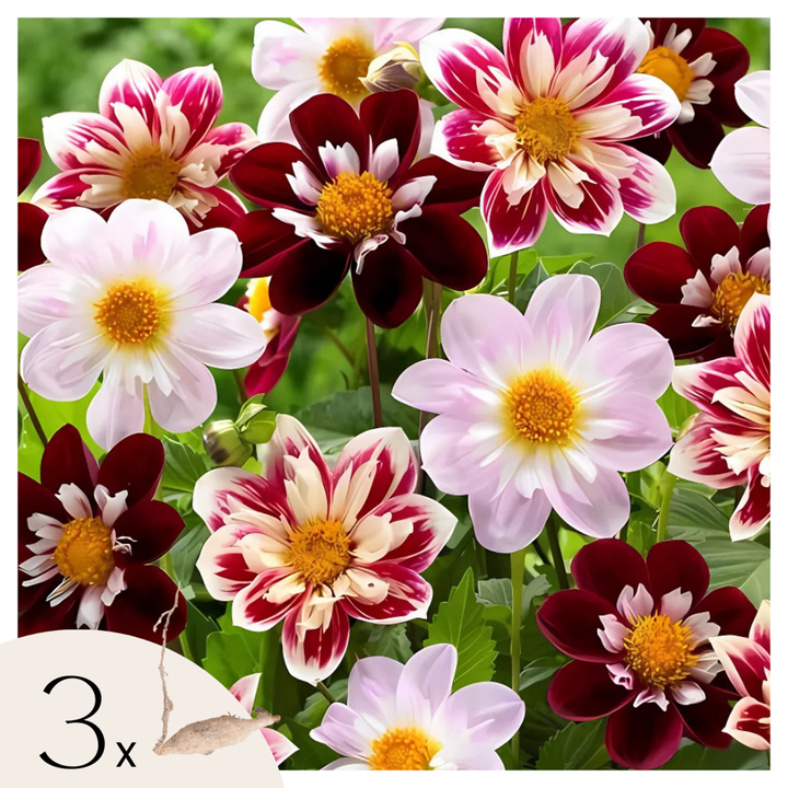 Dahlia 'Favorite ballet' - 3 stuks - Dahliaknollen