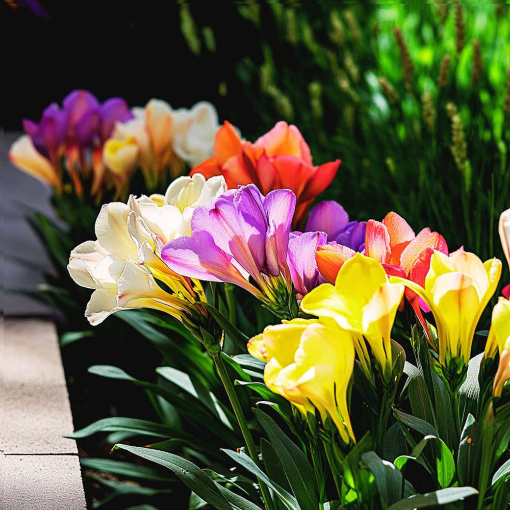 Frezija - Mješavina od 100 - Dvostruka mješavina frezije - Lukovice cvijeća - FloraStore