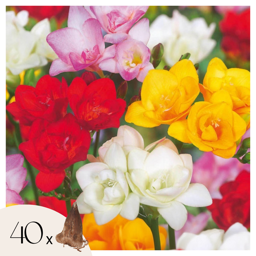 Freesia Double Mix - Set van 40 - Bloembollen - FloraStore