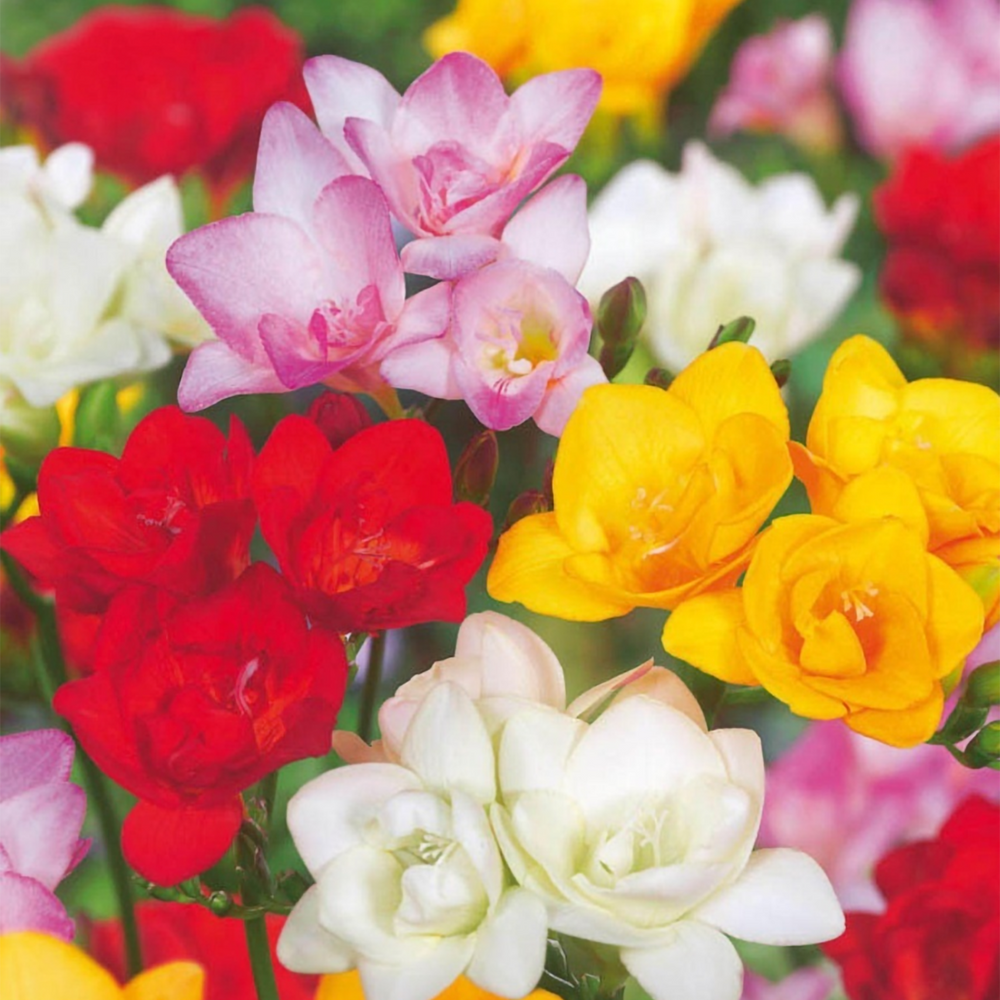 Freesia Double Mix - Set van 40 - Bloembollen - FloraStore