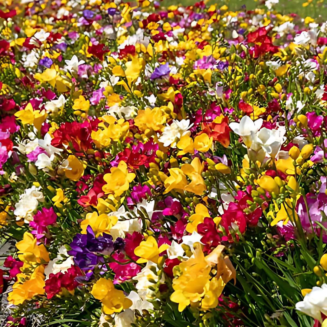 Frezija - Mješavina od 100 - Dvostruka mješavina frezije - Lukovice cvijeća - FloraStore