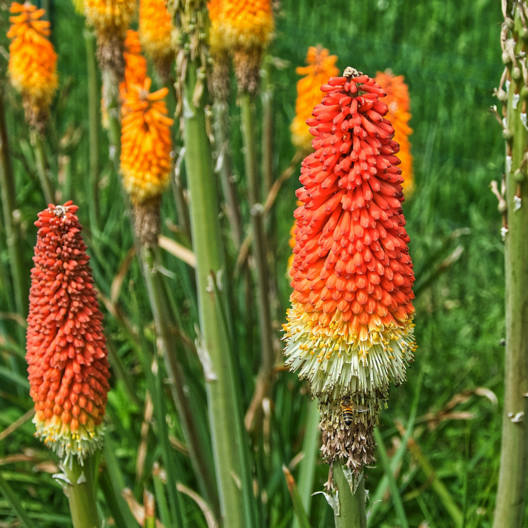 Tritoma kniphofia Alcazar - Set od 3 - Rizomi - FloraStore