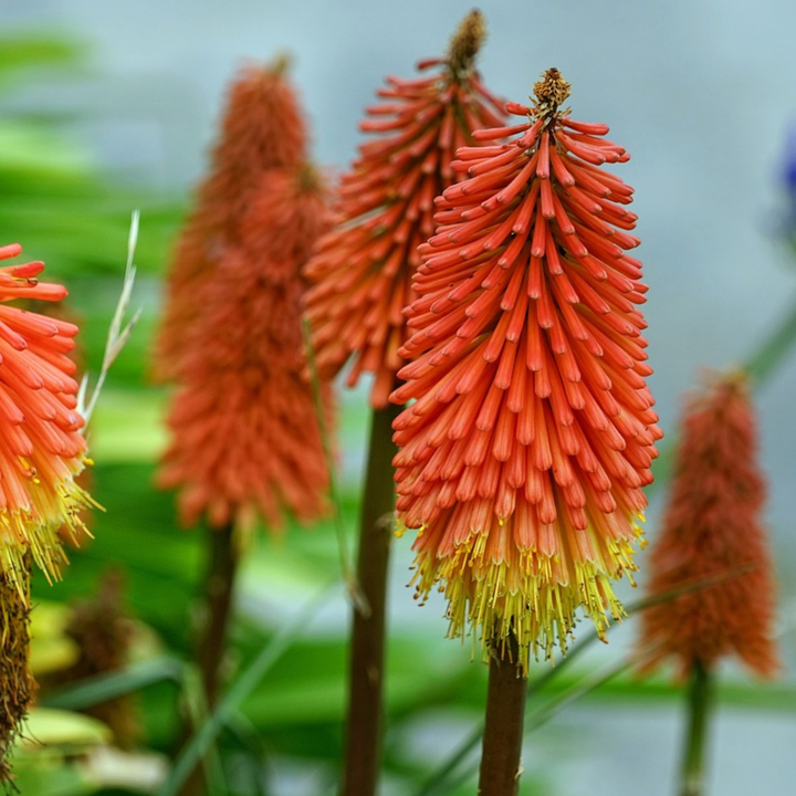 Tritoma kniphofia Alcazar - Set od 3 - Rizomi - FloraStore