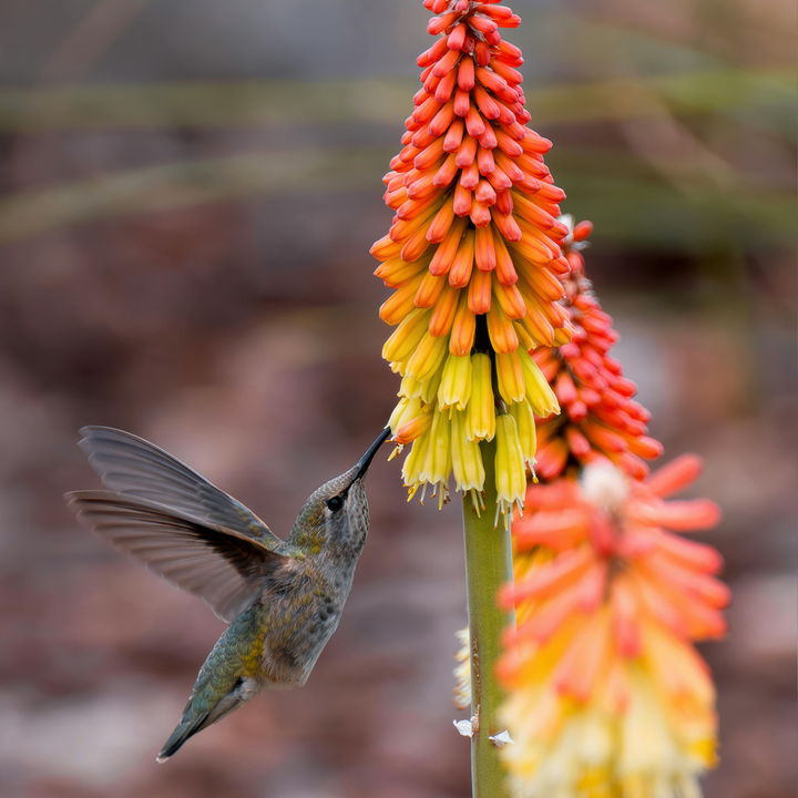 Tritoma kniphofia Alcazar - Set od 3 - Rizomi - FloraStore