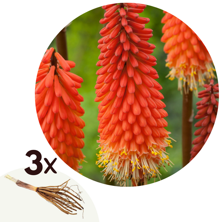 Tritoma kniphofia Alcazar - Set od 3 - Rizomi - FloraStore