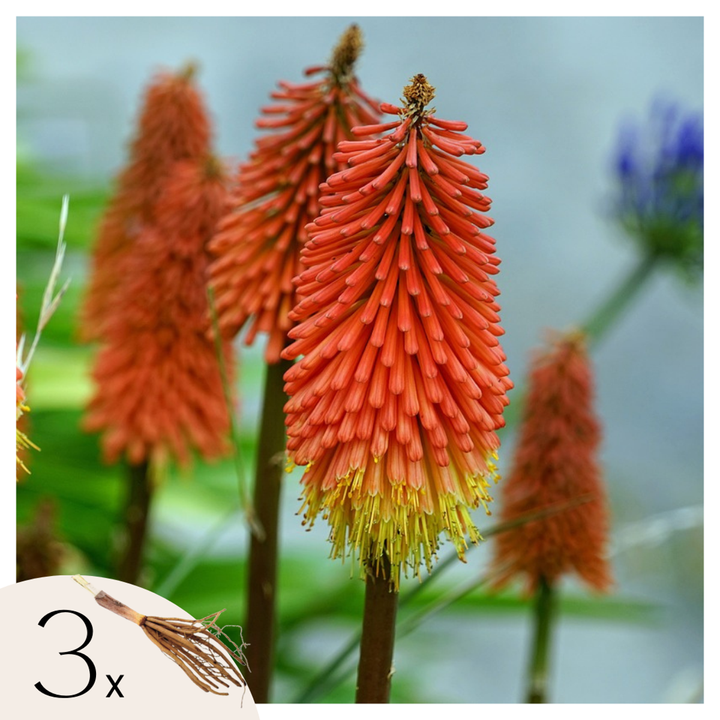 Tritoma kniphofia Alcazar - Set od 3 - Rizomi - FloraStore