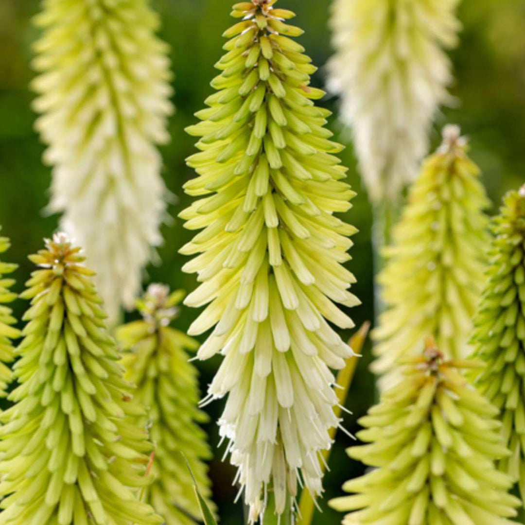 Tritoma kniphofia Ledena kraljica - Set od 3 - Koreni - FloraStore