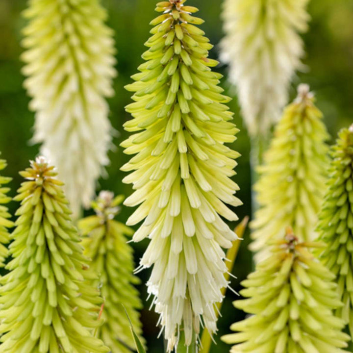 Tritoma kniphofia Ledena kraljica - Set od 3 - Koreni - FloraStore