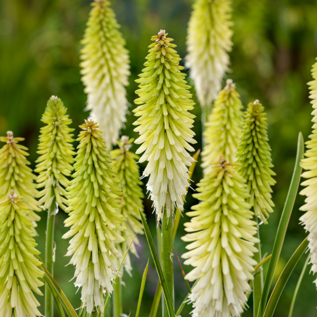 Tritoma kniphofia Ice Queen - 3 vnt. rinkinys - Šakniastiebiai