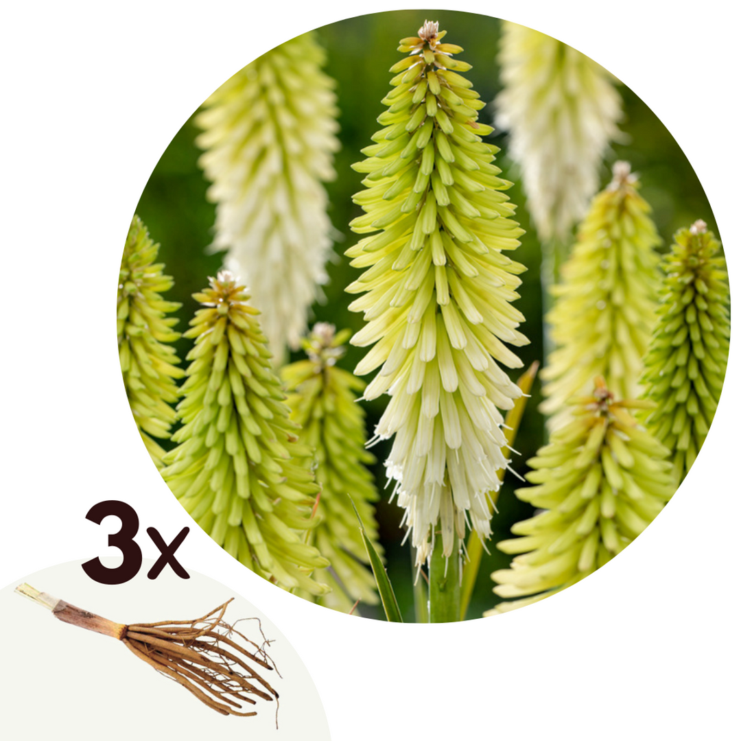Tritoma kniphofia Ledena kraljica - Set od 3 - Koreni - FloraStore