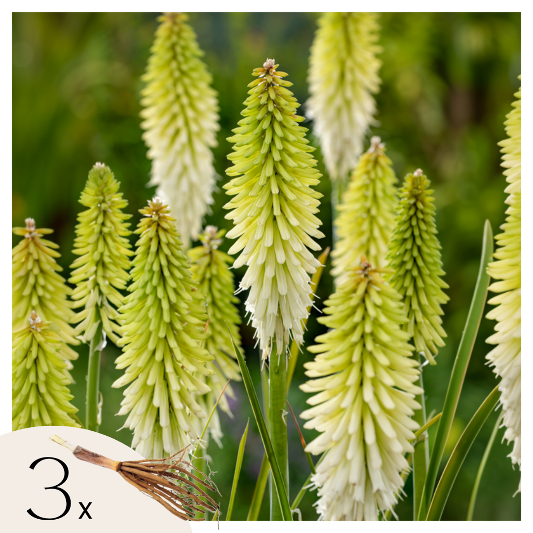 Tritoma kniphofia Ledena kraljica - Set od 3 - Koreni - FloraStore