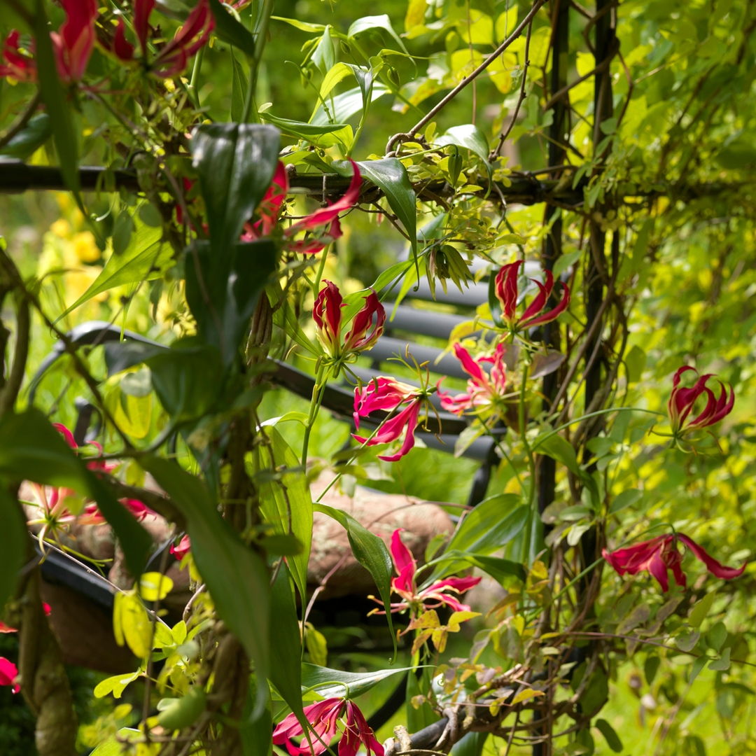 Gloriosa Rothschildiana - 3 kusy - Krásná lilie - Pnoucí lilie - FloraStore