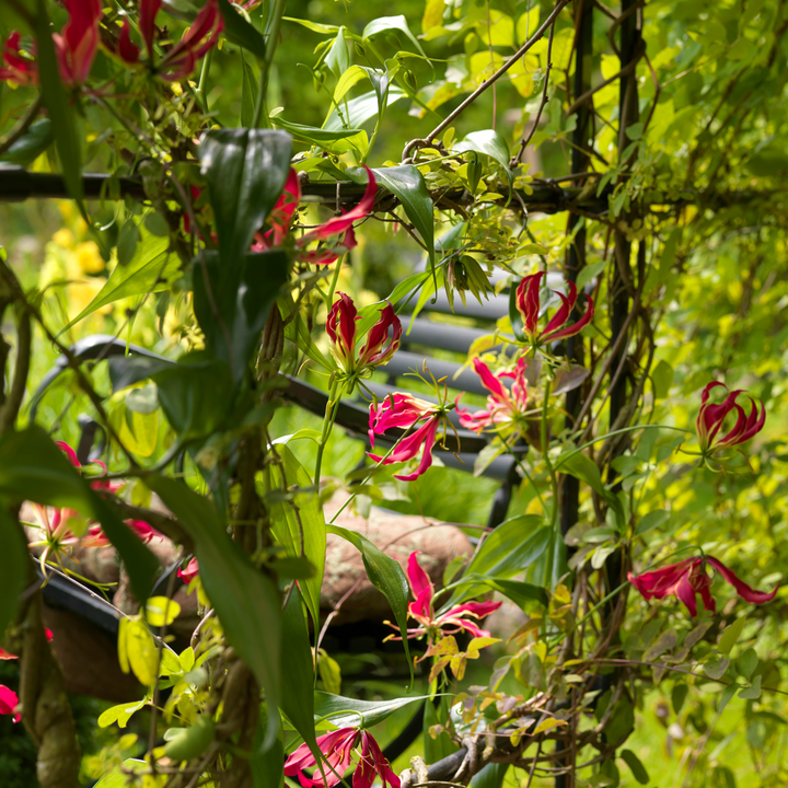 Gloriosa Rothschildiana - 3 kusy - Krásná lilie - Pnoucí lilie - FloraStore