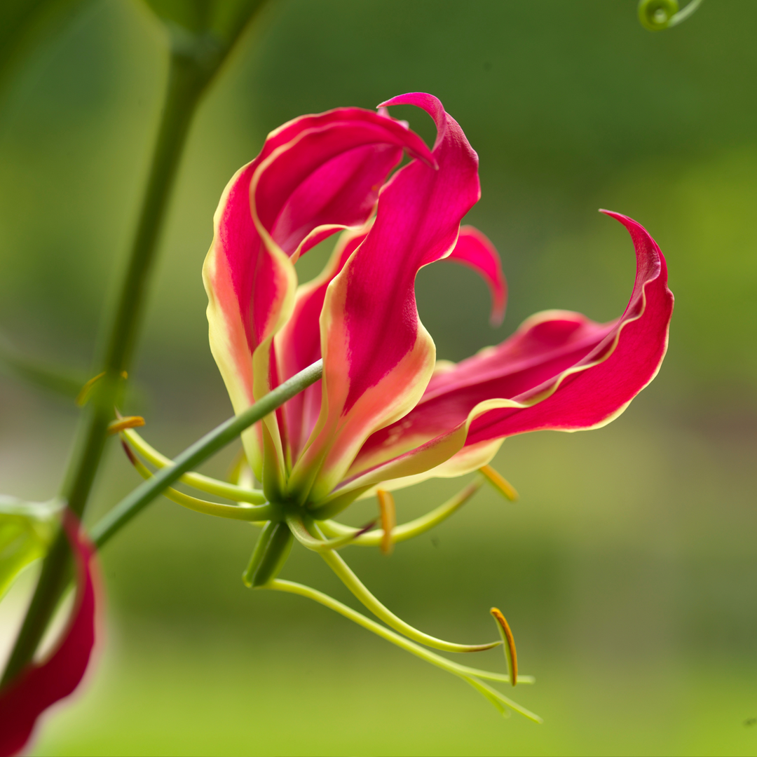 Gloriosa Rothschildiana - 3 kusy - Krásná lilie - Pnoucí lilie - FloraStore