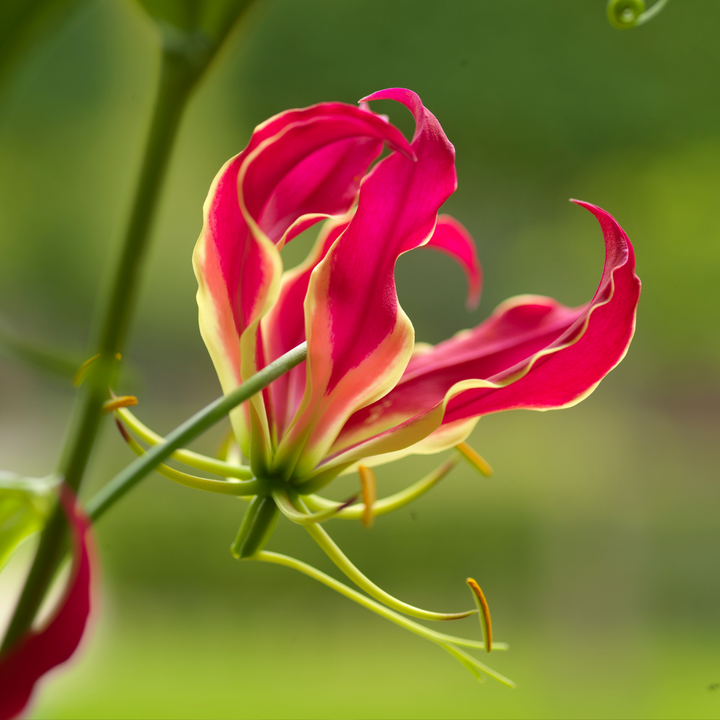 Gloriosa Rothschildiana - 3 kusy - Krásná lilie - Pnoucí lilie - FloraStore