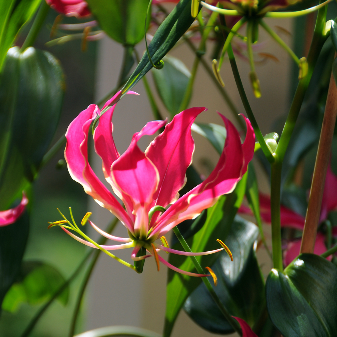 Gloriosa Rothschildiana - 3 kusy - Krásná lilie - Pnoucí lilie - FloraStore