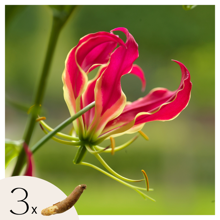 Gloriosa Rothschildiana - 3 kusy - Krásná lilie - Pnoucí lilie - FloraStore