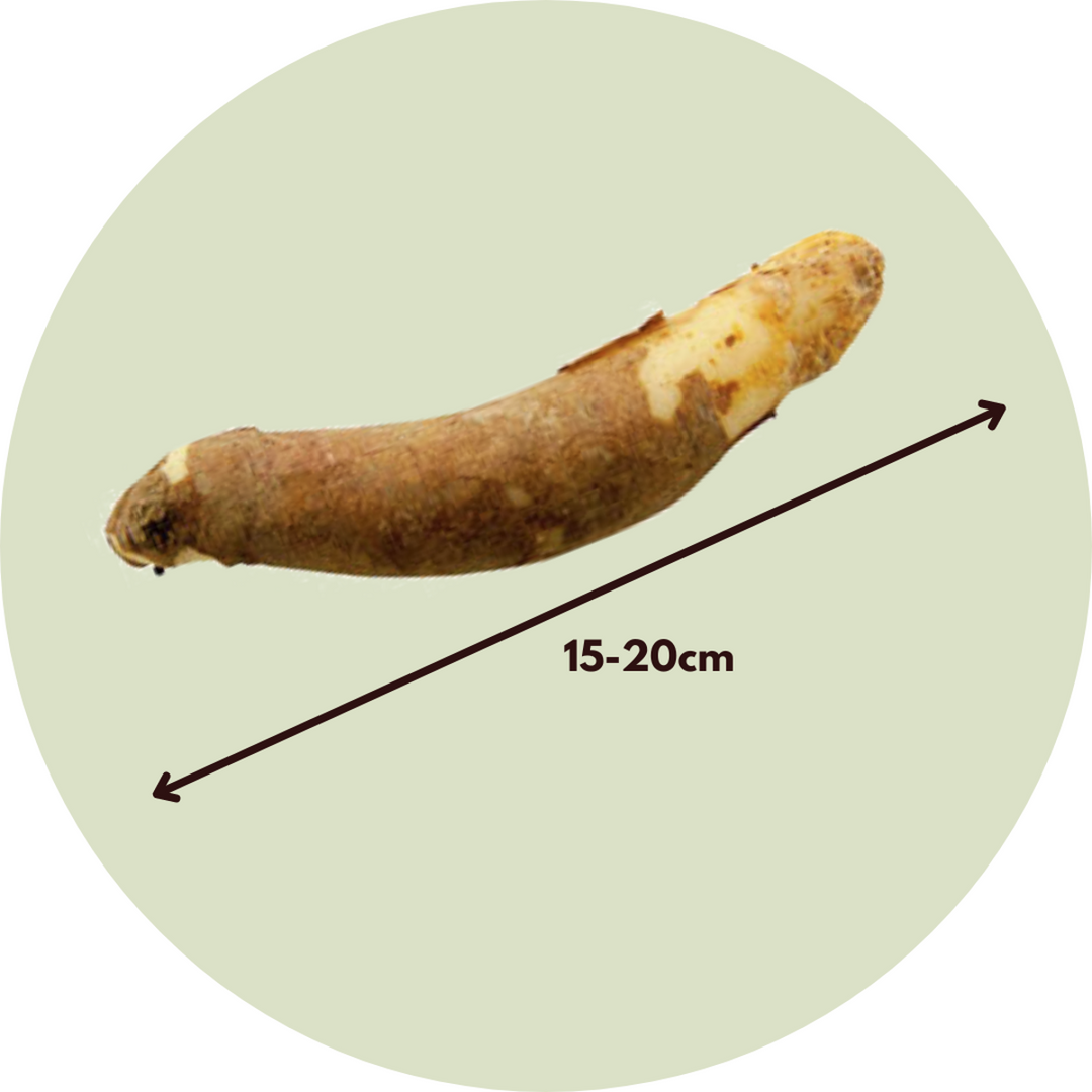 Gloriosa Rothschildiana - 3 kusy - Krásná lilie - Pnoucí lilie - FloraStore