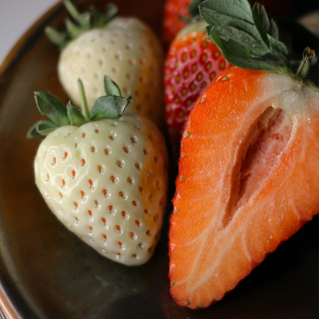 Fragaria Bijeli bor - 6 komada - Ananas-jagoda - Borovnica - FloraStore