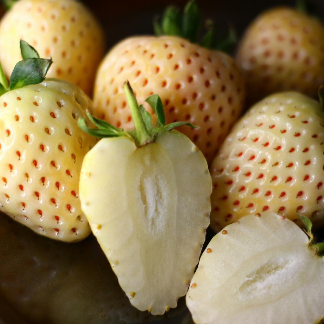Fragaria Bijeli bor - 6 komada - Ananas-jagoda - Borovnica - FloraStore